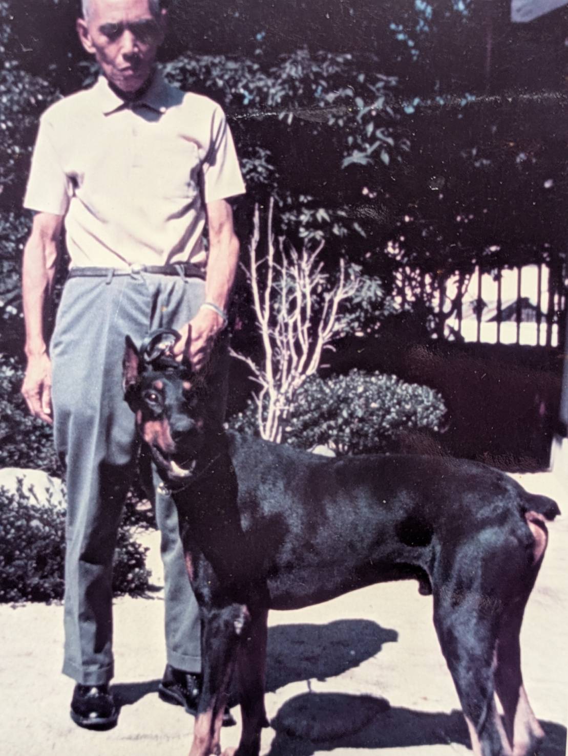 愛犬のドーベルマン